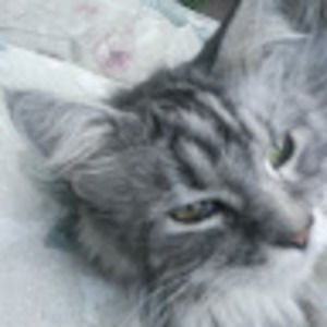 Meet your Posher, Stone